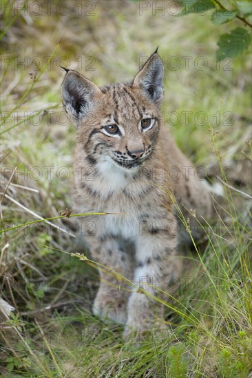 Eurasian Lynx (Lynx lynx)