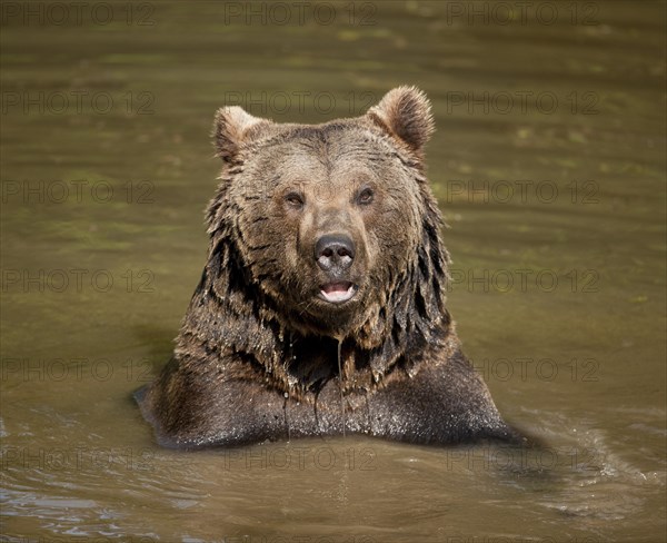 European Brown Bear (Ursus arctos) sitting in water
