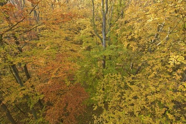 Beech forest in autumn