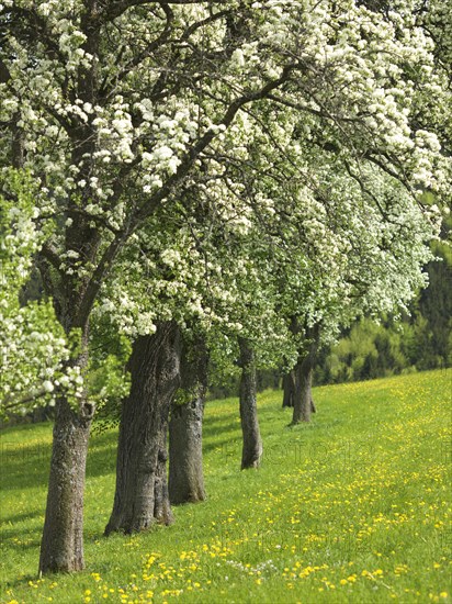 Flowering fruit trees