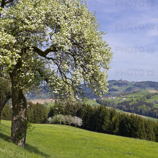 Flowering fruit tree