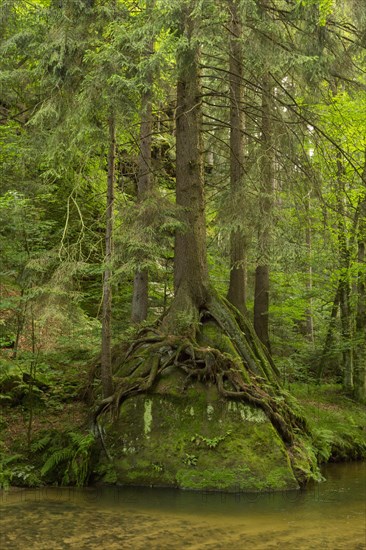 Forest along the Kirnitzsch River