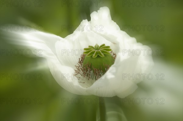 Opium poppy (Papaver somniferum)