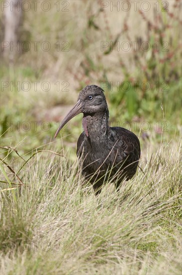 Wattled Ibis (Bostrychia carunculata)