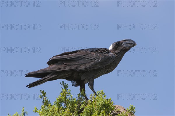 Thick-billed Raven (Corvus crassirostris)