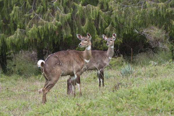 Mountain Nyalas (Tragelaphus buxtoni)