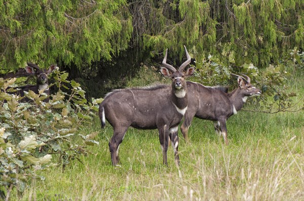 Mountain Nyalas or Balboks (Tragelaphus buxtoni)