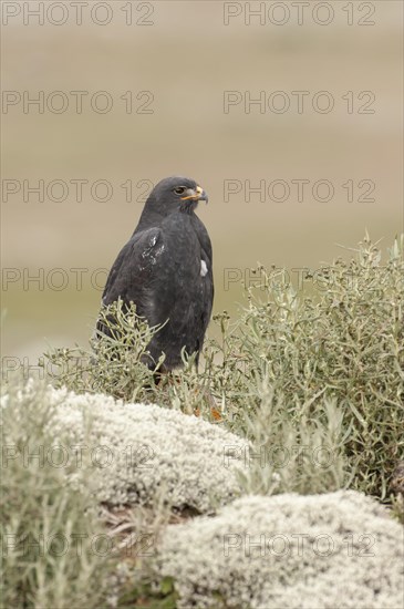 Augur Buzzard or North African Jackal buzzard (Buteo augur)