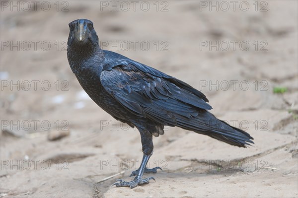 Thick-billed Raven (Corvus crassirostris)