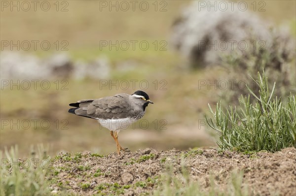 Spot-breasted Lapwing (Vanellus melanocephalus)