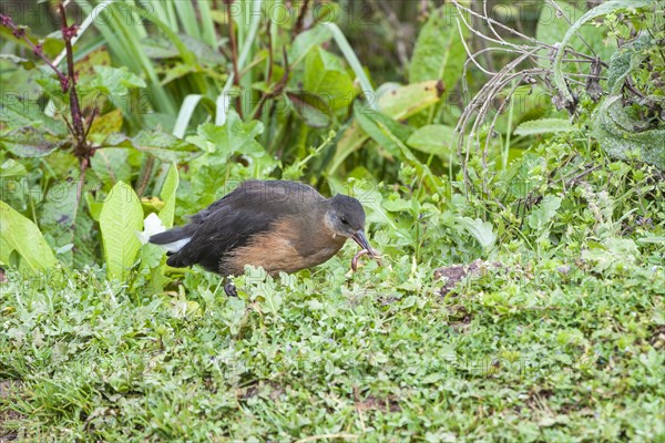 Rougets rail (Rougetius rougetii) feeding on a worm