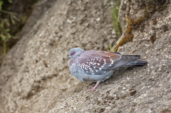 Speckled Pigeon (Columba guinea)