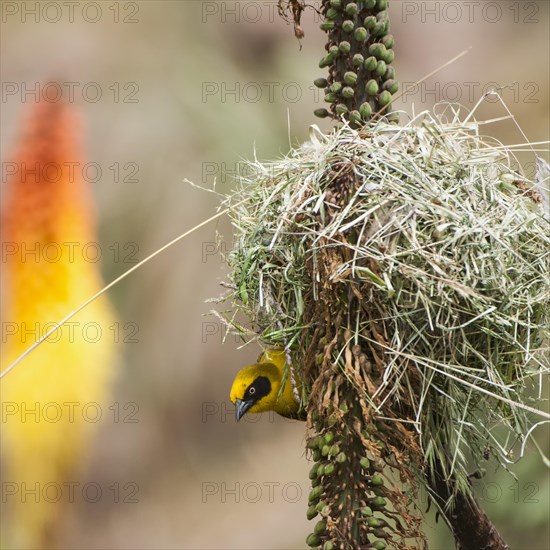 Village weaver (Ploceus cucullatus)