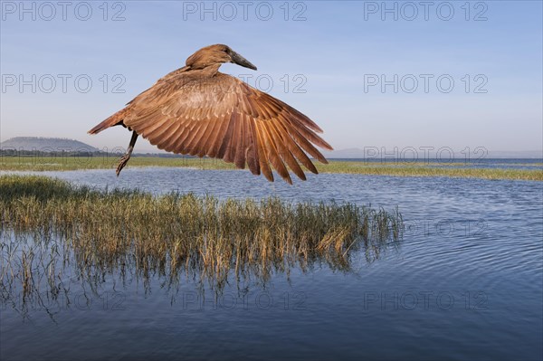 Hamerkop (Scopus umbretta)