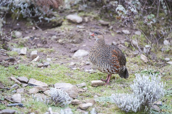 Chestnut-naped Francolin (Francolinus castaneicollis)