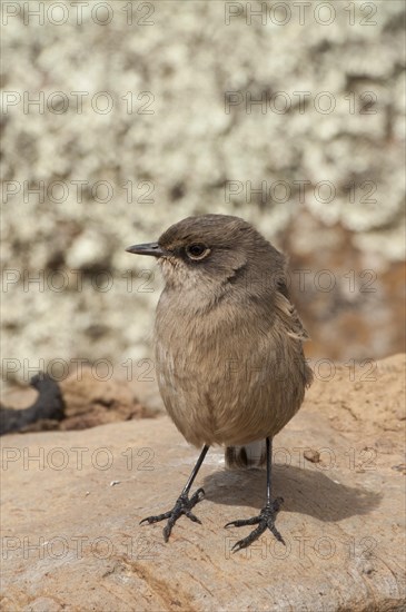 Moorland Chat or Alpine Chat (Cercomela sordida)