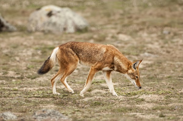 Ethiopian Wolf (Canis simensis)