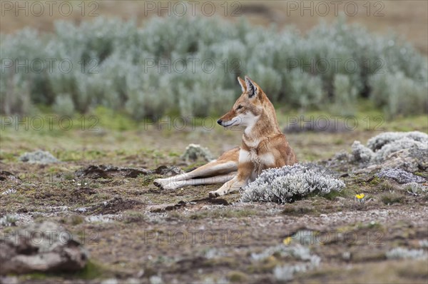 Ethiopian Wolf (Canis simensis)