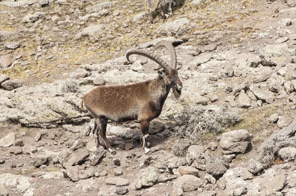 Walia Ibex (Capra walie)