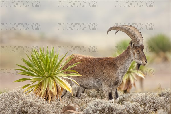 Walia Ibex (Capra walie)