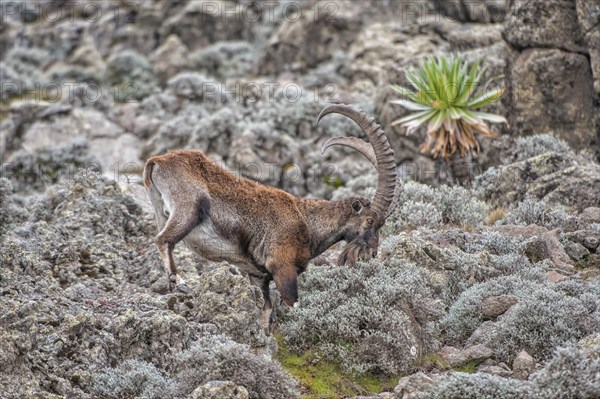 Walia Ibex (Capra walie)