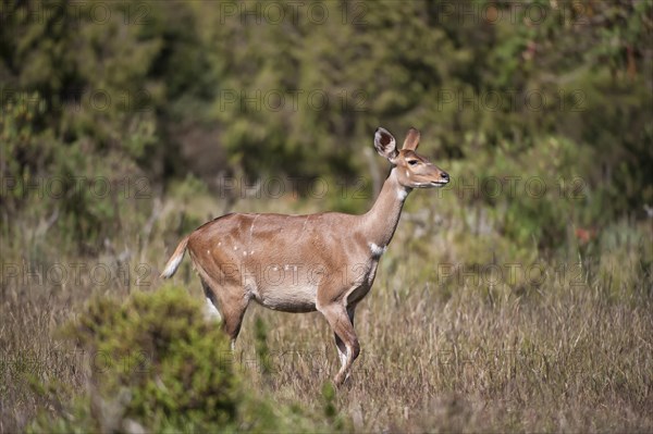 Mountain Nyala or Balbok (Tragelaphus buxtoni)