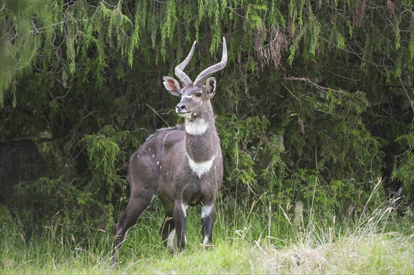 Mountain Nyala or Balbok (Tragelaphus buxtoni)