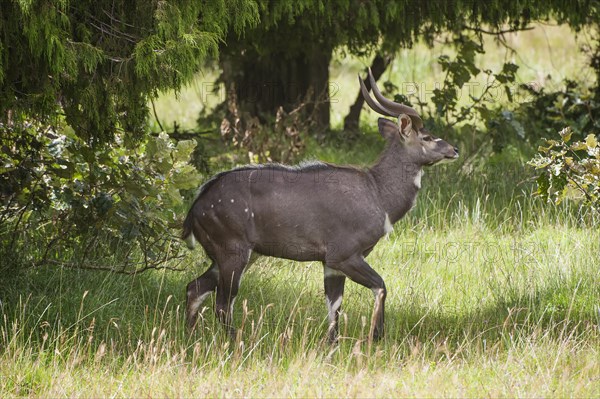 Mountain Nyala or Balbok (Tragelaphus buxtoni)