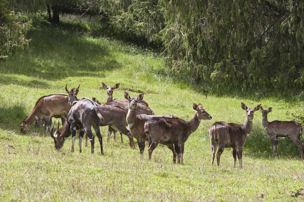 Herd of Mountain Nyalas or Balboks (Tragelaphus buxtoni)