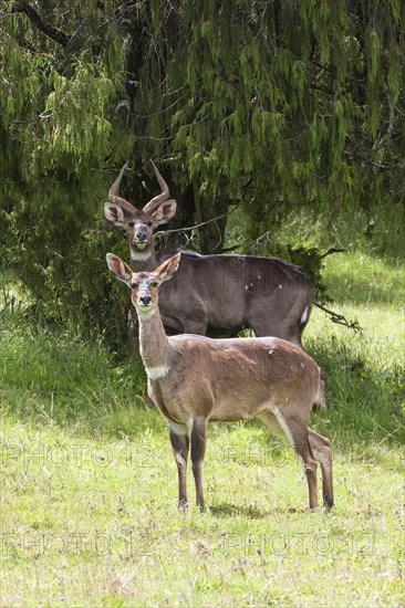 Mountain Nyalas or Balboks (Tragelaphus buxtoni)