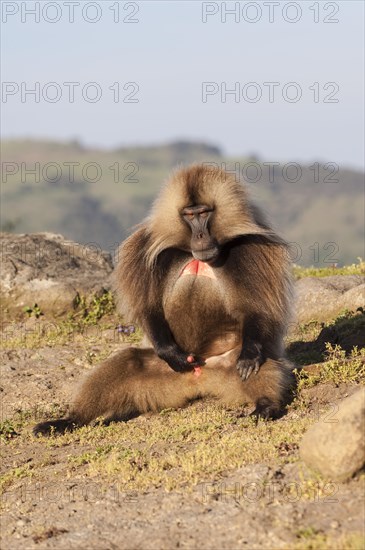 Gelada baboon (Theropithecus gelada)