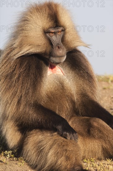 Gelada baboon (Theropithecus gelada)