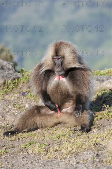 Gelada baboon (Theropithecus gelada)