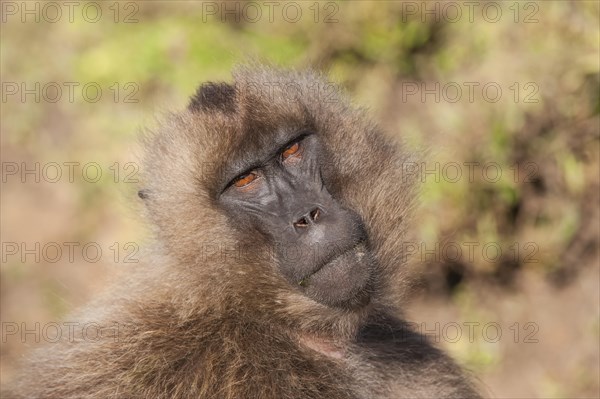 Gelada baboon (Theropithecus gelada)