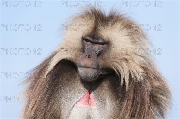 Gelada baboon (Theropithecus gelada)