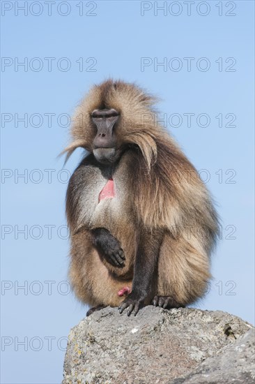 Gelada baboon (Theropithecus gelada)