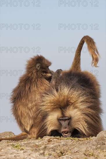 Gelada baboons (Theropithecus gelada) grooming each other