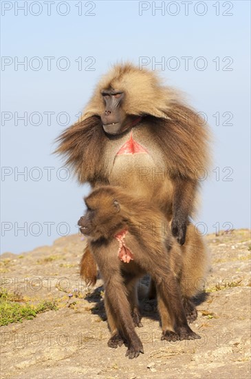 Mating Gelada baboons (Theropithecus gelada)