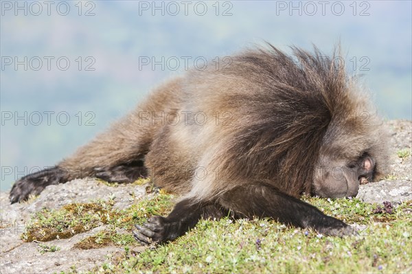 Gelada baboon (Theropithecus gelada) sleeping on the ground