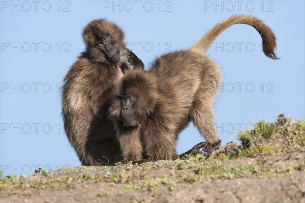 Gelada baboons (Theropithecus gelada) grooming each other