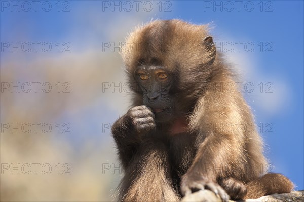 Gelada baboon (Theropithecus gelada)