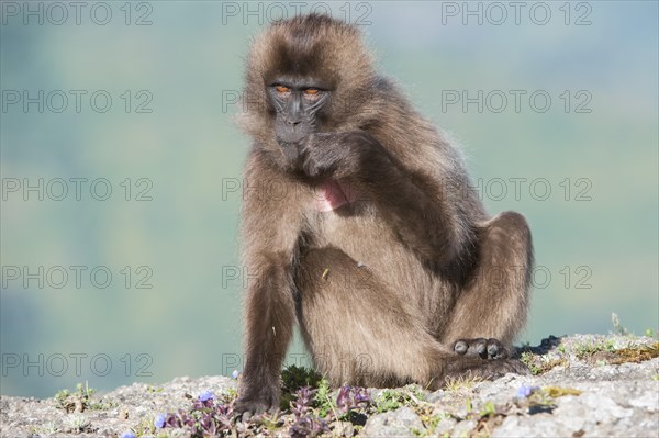 Gelada baboon (Theropithecus gelada)