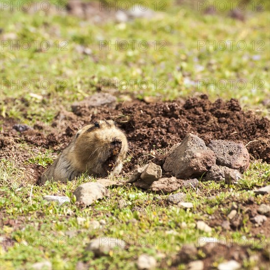 Ethiopian African mole rat (Tachyoryctes macrocephalus)