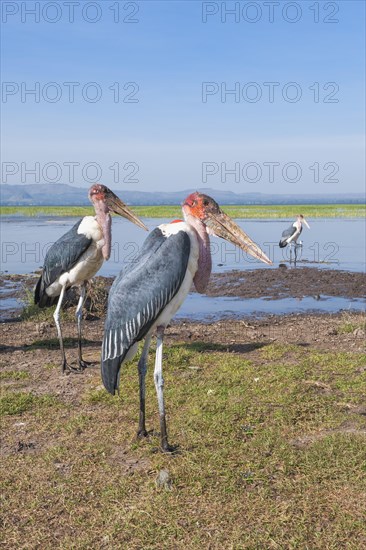 Marabou Storks (Leptoptilos crumeniferus)