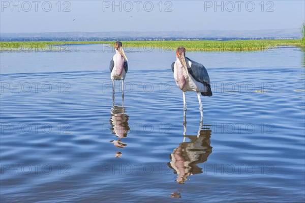 Marabou Storks (Leptoptilos crumeniferus)