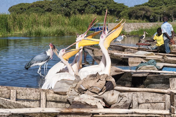 White pelicans (Pelecanus onocrotalus) begging for fish
