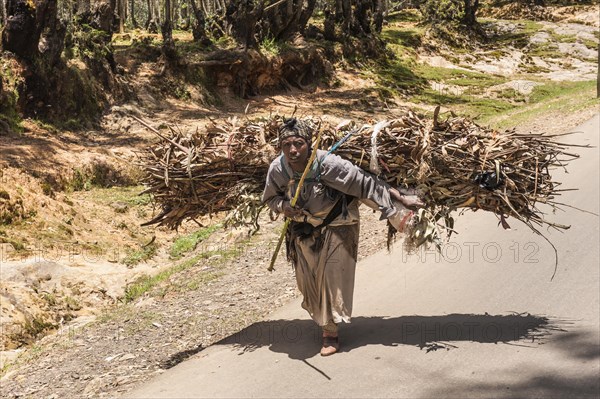 Woman carrying a bundle of eucalyptus wood