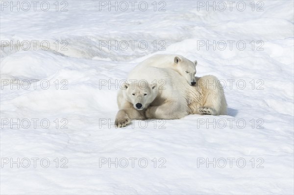 Polar Bears (Ursus maritimus)