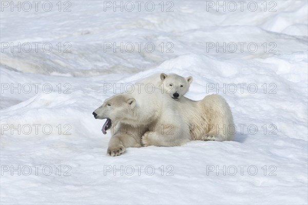 Polar Bears (Ursus maritimus)