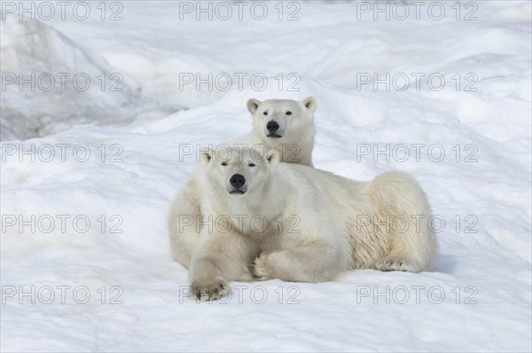 Polar Bears (Ursus maritimus)